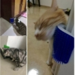 Macskafésű, macska kefe, szőreltávolító (falra szerelhető)
